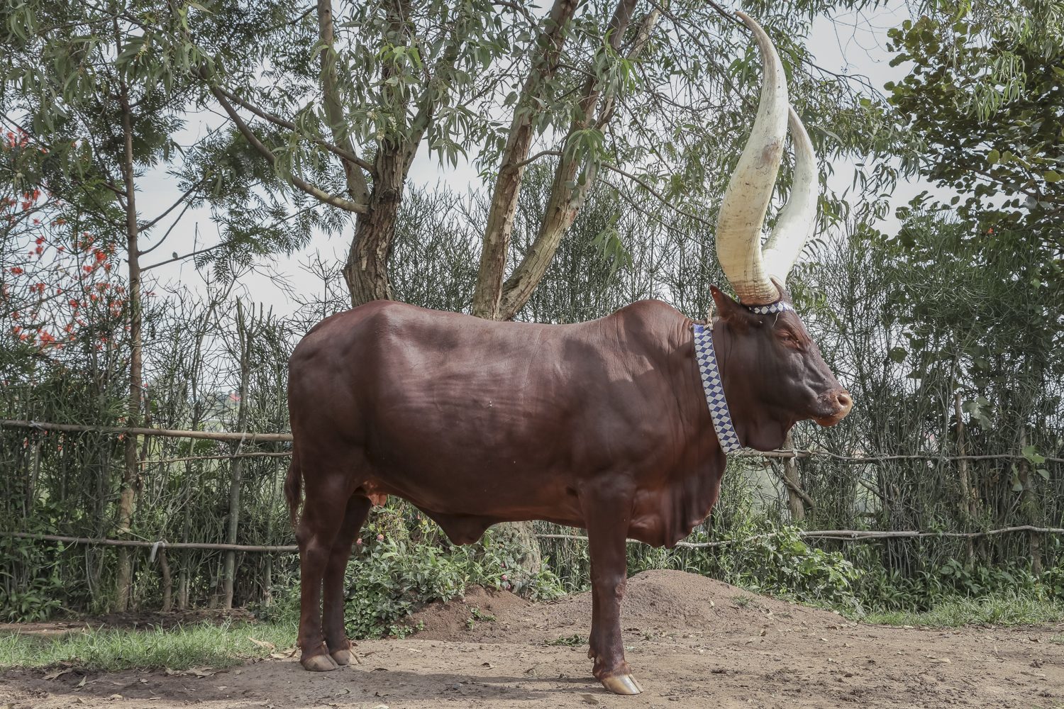 Kings-Palace-Nyanza-Inyambo-Cow-Standing-1920x1280