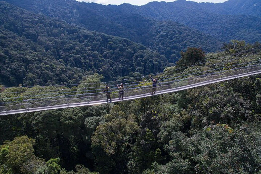 Nyungwe Canopy Walkway