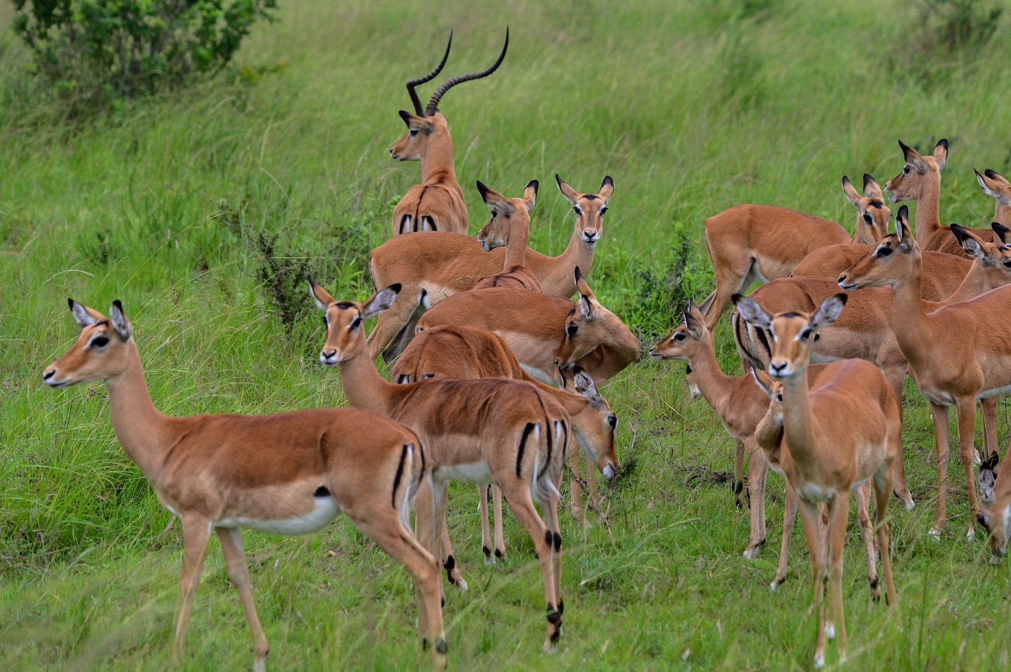Affordable Safaris in Akagera National Park