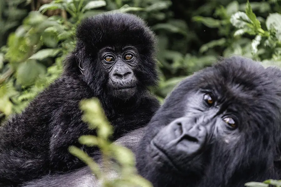 gorilla trekking in rwanda, safaris in rwanda, rwanda safaris, gorilla trekking safaris, gorilla trekking tours, rwanda gorilla trekking, uganda gorilla trekking, primate safaris, wildlife safaris, 7 Days Rwanda Safari, wildlife in rwanda, wildlife in uganda, wildlife in kenya, wildlife safaris in east africa, african safaris, african tours, rwanda tours, uganda tours, tanzania tours, kenya safaris, 1 Day Gorilla Trekking in Rwanda, 1 Day Gorilla Trekking in Rwanda's in Volcanoes National Park, 4-Day Rwanda Mountain Gorilla Trekking Adventure, 4-Day Rwanda Gorilla Trekking safari, 5 Days Nyungwe Chimpanzee Trekking