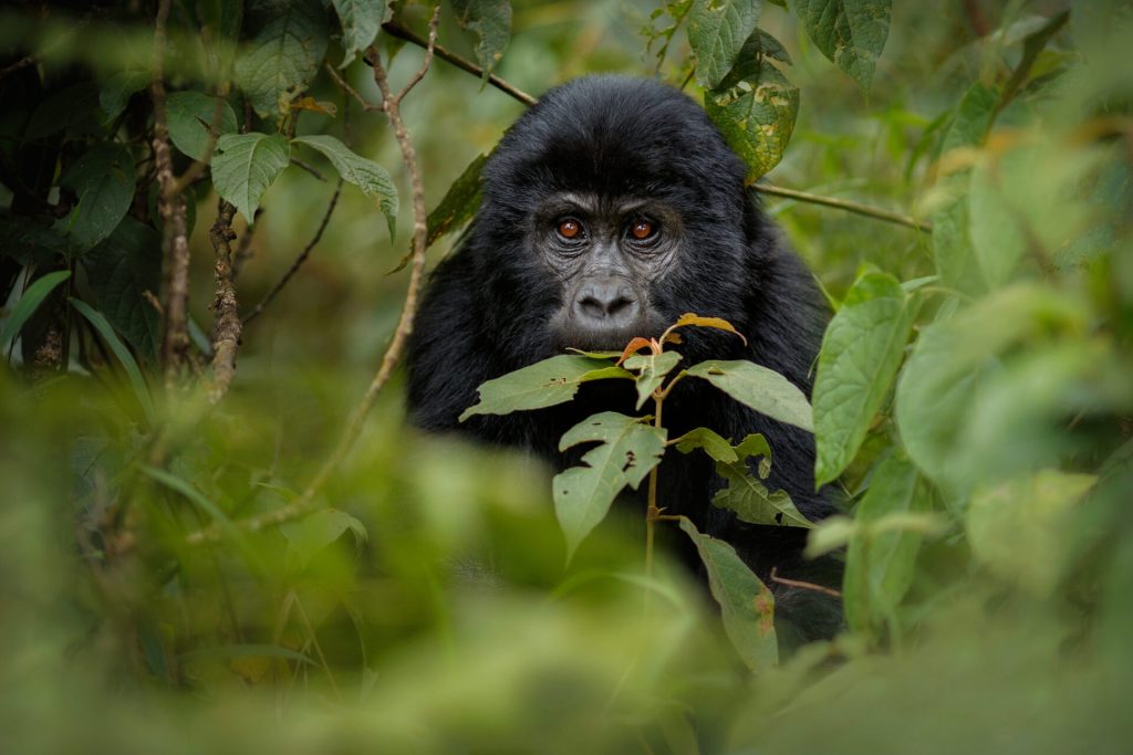 gorilla trekking in rwanda, Golden Monkey & Primate Tracking in Rwanda and Uganda