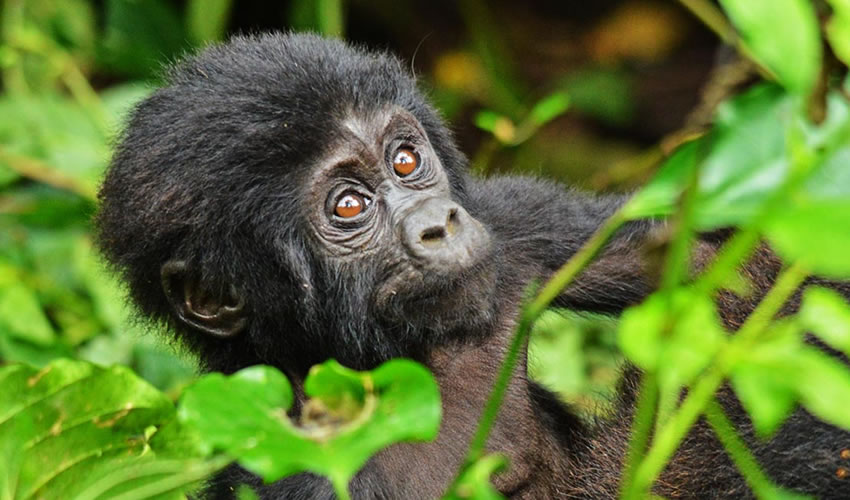 Gorilla Trekking Safaris During Kwita Izina; Baby Gorilla Naming Ceremony, kwita izina, kwita izina event, 2 Days Rwanda Gorilla Trekking Safari, 7 Days Rwanda Safari