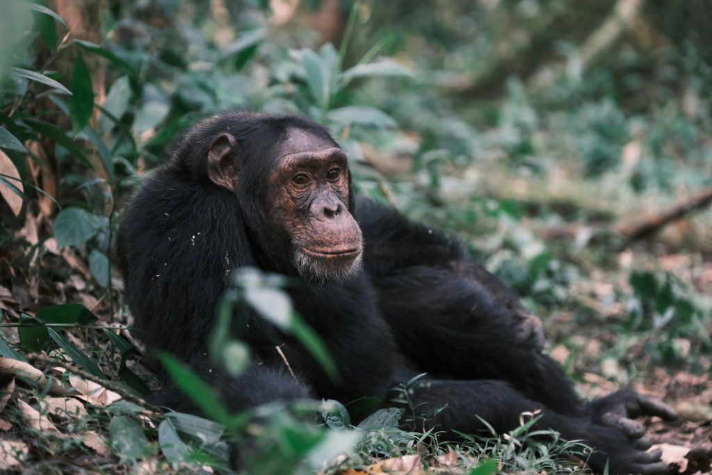 Primate Species in Nyungwe National Park, primate tracking in nyungwe, colobus monkeys in nyungwe, l'hoest monkeys in nyungwe, nyungwe national park, 5 Days Nyungwe Chimpanzee Trekking, Golden Monkey & Primate Tracking in Rwanda and Uganda
