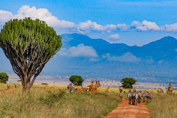 Game Drives and Wildlife Encounters in Rwanda, Uganda, Kenya and Tanzania