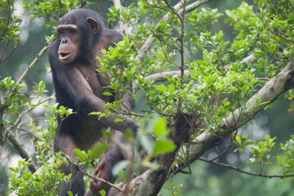 Virunga-Gorilla-Chimpanzee-Safari