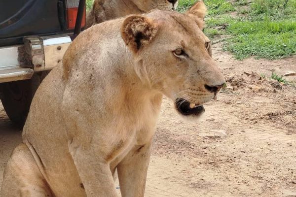 safaris in rwanda, rwanda safaris, gorilla trekking safaris, gorilla trekking tours, rwanda gorilla trekking, uganda gorilla trekking, primate safaris, wildlife safaris, wildlife in rwanda, wildlife in uganda, wildlife in kenya, wildlife safaris in east africa, african safaris, african tours, rwanda tours, uganda tours, tanzania tours, kenya safaris