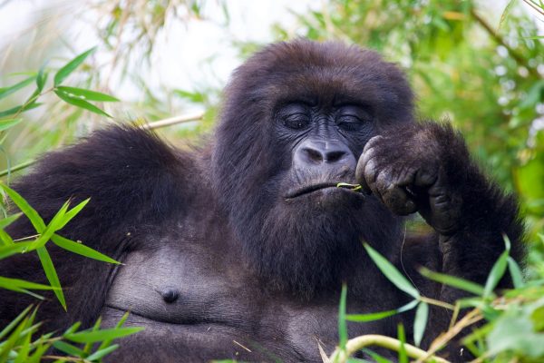 2 Days Rwanda Gorilla Trekking Safari, 4-Day Rwanda Mountain Gorilla Trekking Adventure, 7 Days Rwanda Safari