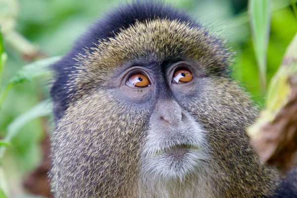 golden-monkey