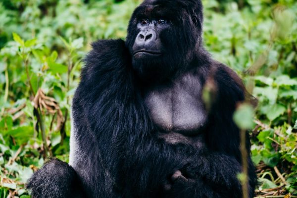 gorilla trekking in rwanda