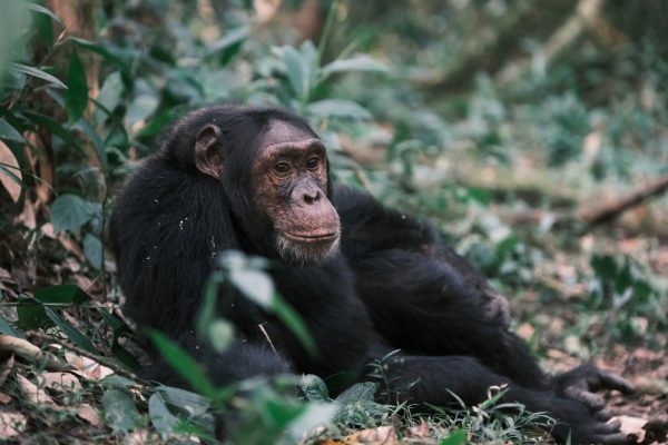 Primate Species in Nyungwe National Park, primate tracking in nyungwe, colobus monkeys in nyungwe, l'hoest monkeys in nyungwe, nyungwe national park, 5 Days Nyungwe Chimpanzee Trekking