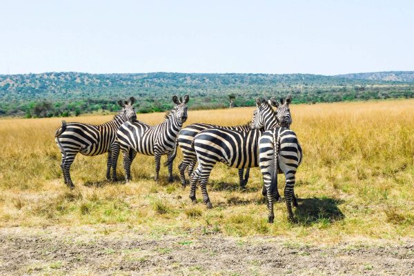 safaris in rwanda, safaris in uganda, safaris in tanzania, safaris in kenya, gorilla safaris in rwanda, gorilla safaris in uganda, gorilla trekking in rwanda, gorilla trekking tours in rwanda, gorilla trekking tours in uganda, wildlife safaris in rwanda, wildlife safaris in uganda, wildlife safaris in tanzania, wildlife safaris in kenya, great migration in kenya, great migration in tanzania, great migration in serengeti, great migration in massai mara, primate safaris in rwanda, primate safaris in uganda, chimpanzees in rwanda, chimpanzees in uganda, chimp trekking in rwanda, chimp trekking in uganda, chimpanzee trekking in rwanda, chimpanzee trekking in uganda, golden monkey trekking in rwanda, golden monkey trekking in uganda, game drives in rwanda, game drives in uganda, rwanda safaris, uganda safaris, kenya safaris, tanzania safaris, rwanda tours, Game Drives and Wildlife Encounters in Rwanda, Uganda, Kenya and Tanzania